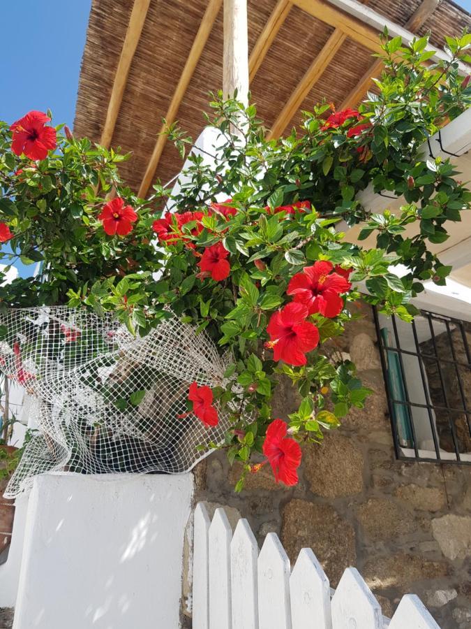 Hibiscus Rosa Mykonos Villa Mykonos Town Eksteriør bilde